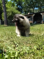 Štěňata Německý špic