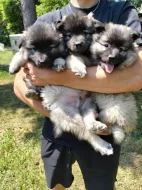 Štěňata Německý špic