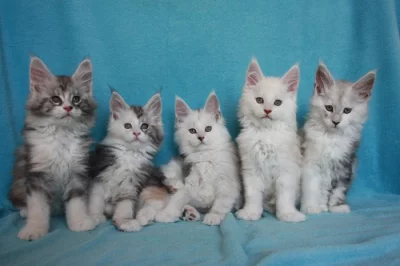 Mainská mývalí koťátka s PP