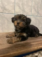 Jorkšírský teriér, Biewer yorkšírský teriér krytí, připuštění