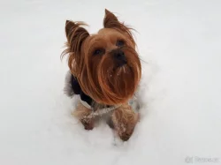 Jorkšírský teriér, Biewer yorkšírský teriér krytí, připuštění
