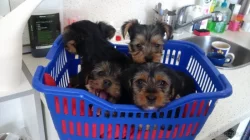 Jorkšírský teriér, Biewer yorkšírský teriér krytí, připuštění