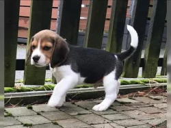 Bígl/též beagle