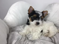 Biewer Jorkšírský teriér bez PP