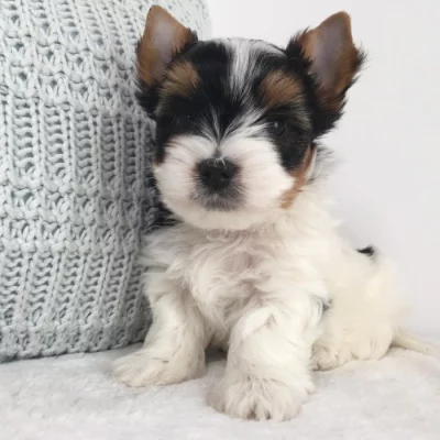 Biewer Jorkšírský teriér bez PP