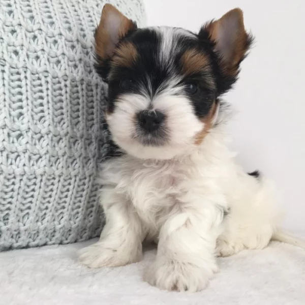 Biewer Jorkšírský teriér bez PP