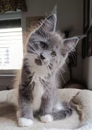 Mainská mývalí  s PP