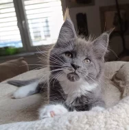 Mainská mývalí  s PP