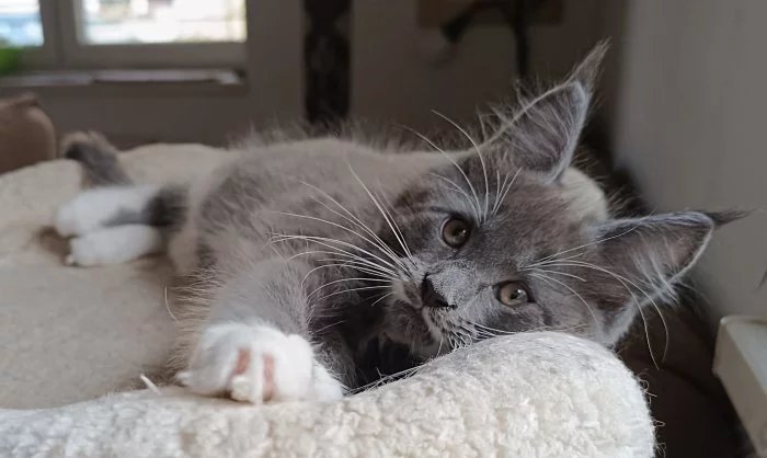 Mainská mývalí  s PP