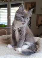 Mainská mývalí  s PP