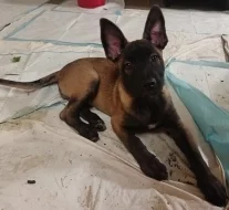 Nabízím pejska belgického ovčáka malinoise s PP