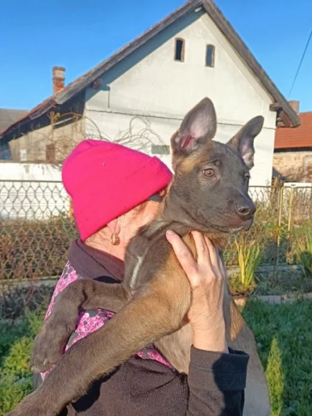 Nabízím pejska belgického ovčáka malinoise s PP