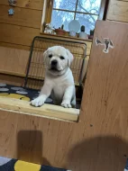 Labradorský retriever