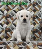 Labradorský retriever