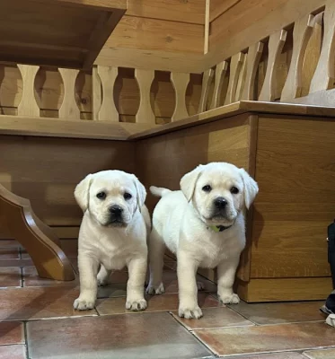 Labradorský retriever