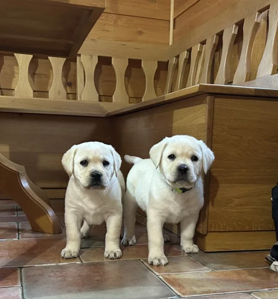 Labradorský retriever