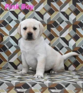 Labradorský retriever