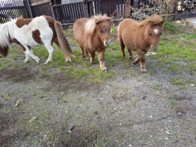Pony shetland hříbě a březí klisnu