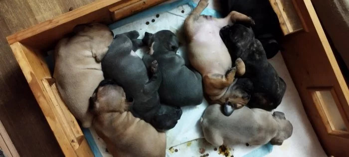 Francouzský buldoček