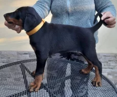 Dobrman štěně s PP