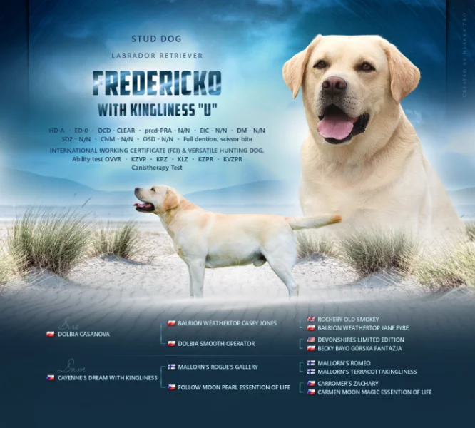 Labradorský Retriever s PP ke krytí