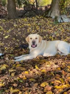 Labradorský Retriever s PP ke krytí