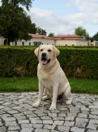 Labradorský Retriever s PP ke krytí