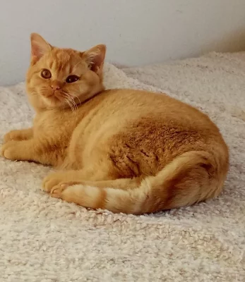 Britský červený kocourek s PP