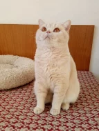 Britská krémová kočka s PP