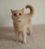 Britská krémová kočka s PP