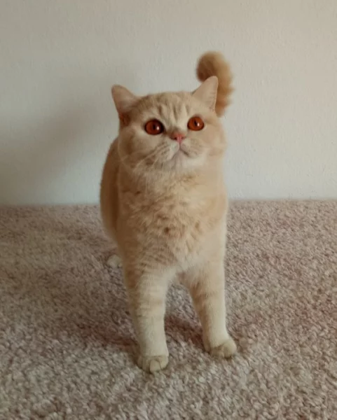 Britská krémová kočka s PP