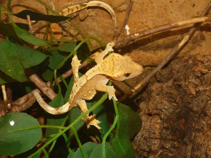 Pagekon řasnatý (Coreolophus ciliatus)