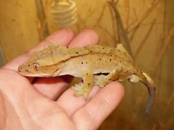 Pagekon řasnatý (Coreolophus ciliatus)