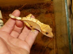 Pagekon řasnatý (Coreolophus ciliatus)