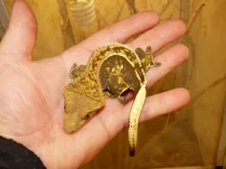 Pagekon řasnatý (Coreolophus ciliatus)