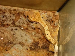 Pagekon řasnatý (Coreolophus ciliatus)