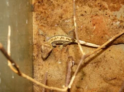 Pagekon řasnatý (Coreolophus ciliatus)