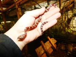 Užovka červená (Pantheropis gitatus) klasik