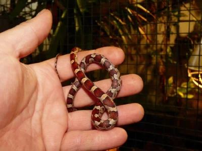 Užovka červená (Pantheropis gitatus) klasik