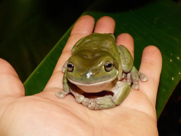 Rosnice siná (Litoria caerulea)