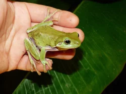 Rosnice siná (Litoria caerulea)