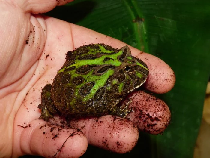 Rohatka Cranwellova (Ceratopris cranwelli