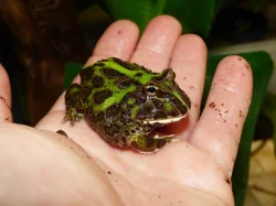 Rohatka Cranwellova (Ceratopris cranwelli