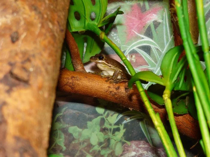 Rosnička karolínská (Hyla cinerea)