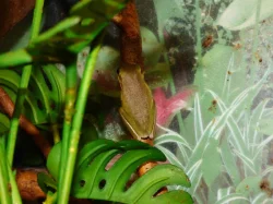 Rosnička karolínská (Hyla cinerea)