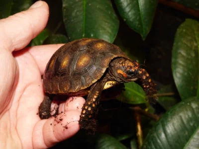 Želva uhlířská (Chelonoidis carbonaria)