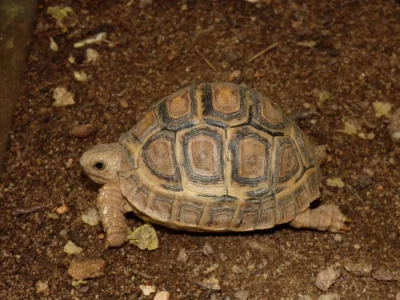 Želva pardálí (Stigmochelys pardalis)