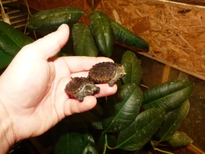Kajmanka dravá (Chelydra serpentina) vlastní odchov