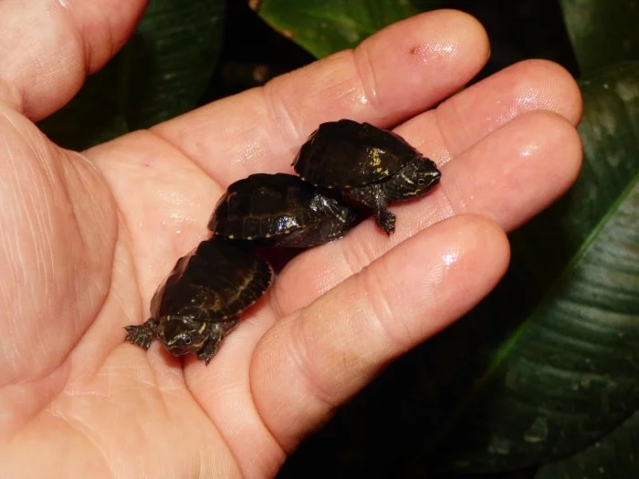 Klapavka obecná (Sternotherus odoratus)