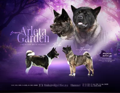 štěňátka Americké Akity